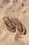 Rusty Sandbar Thong
